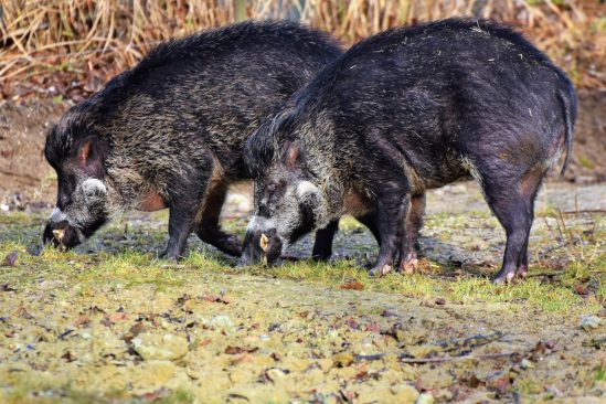 émissions CO2 cochons sauvages