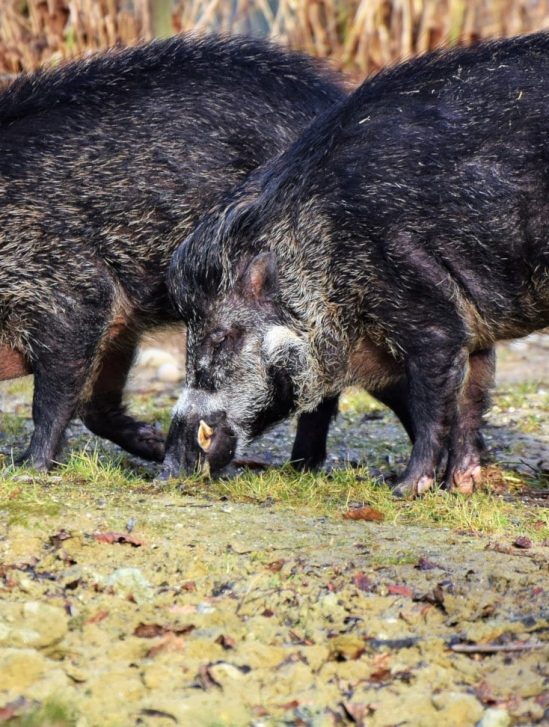 émissions CO2 cochons sauvages