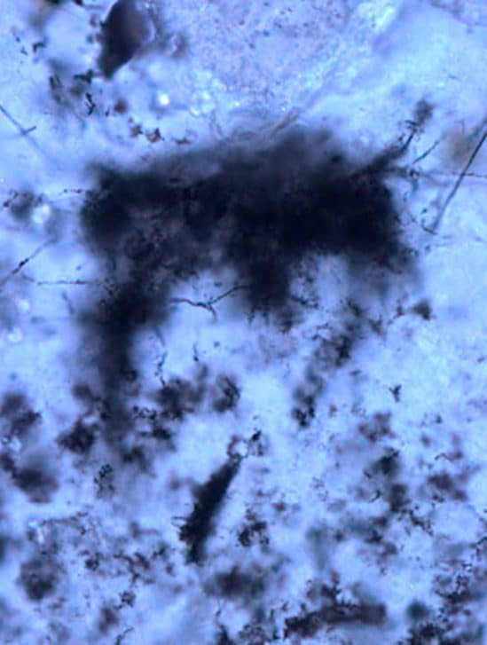 filaments fossiles vieux 3 milliards annees plus anciennes archees connues