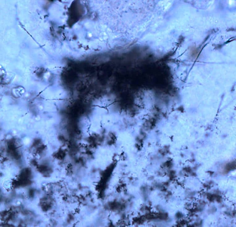 filaments fossiles vieux 3 milliards annees plus anciennes archees connues