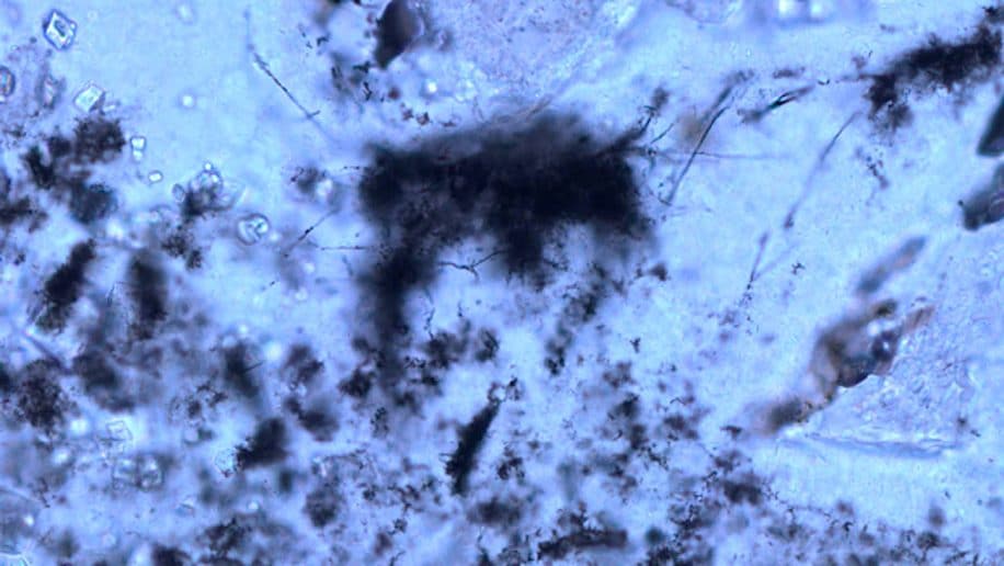 filaments fossiles vieux 3 milliards annees plus anciennes archees connues