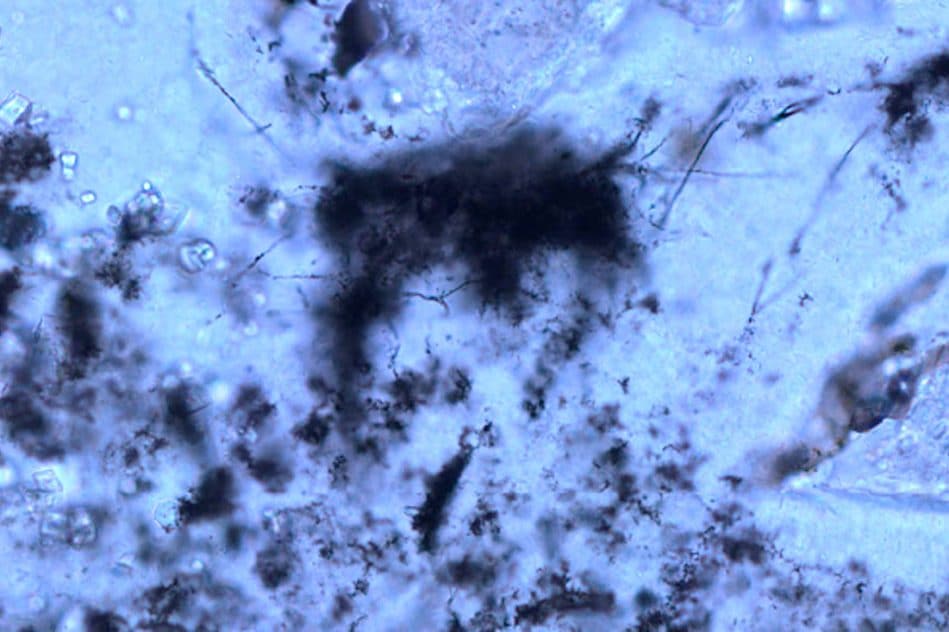 filaments fossiles vieux 3 milliards annees plus anciennes archees connues
