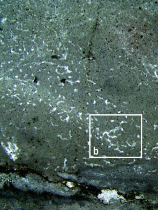 fossiles éponge apparition animaux