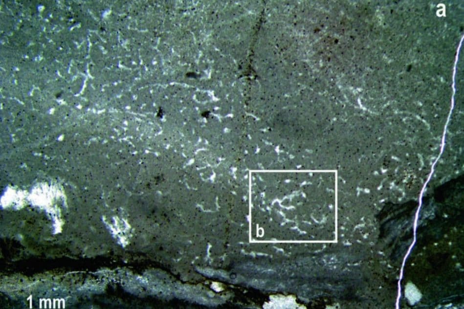 fossiles éponge apparition animaux