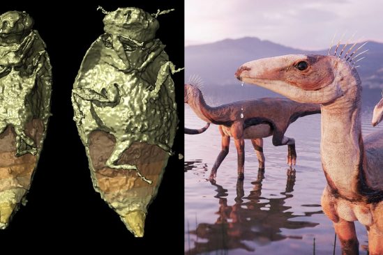 insectes fossilises trias retrouves execrement dinosaures