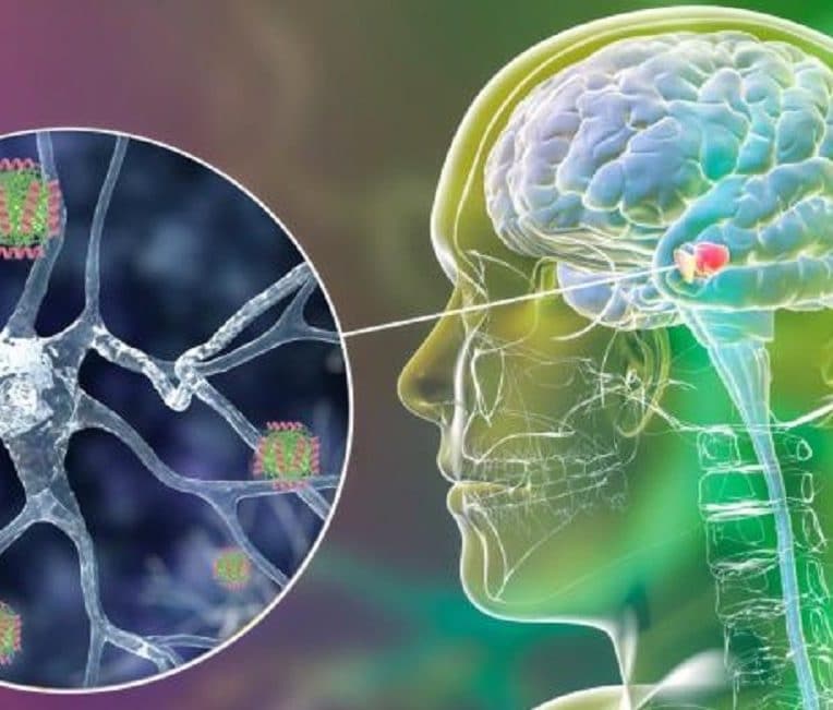 molecule humaine empeche activite toxique proteine maladie parkinson