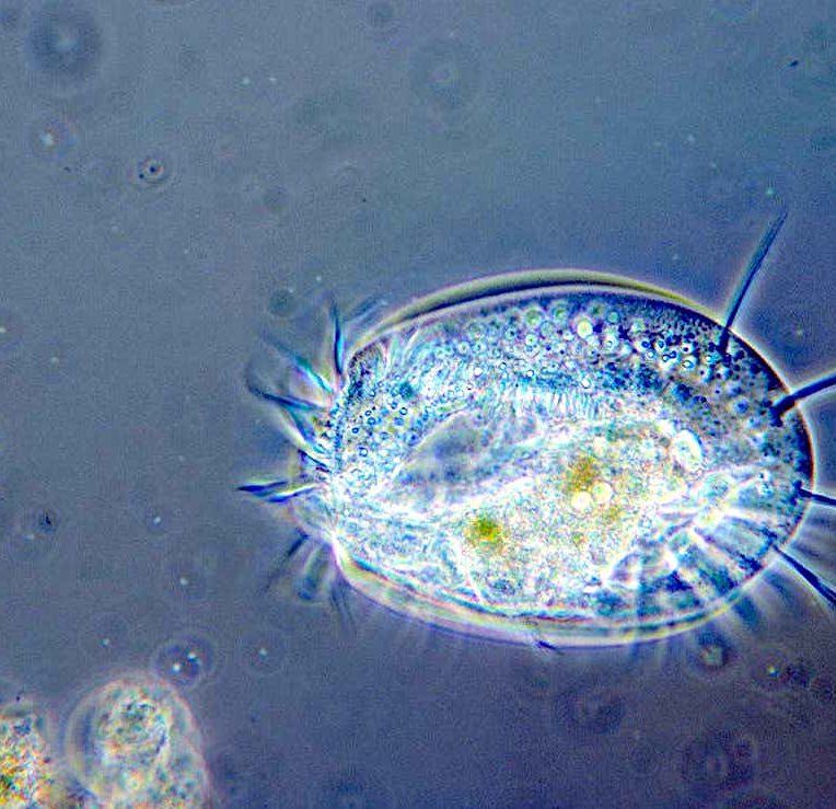 organisme unicellulaire a developpe ordinateur mecanique naturel
