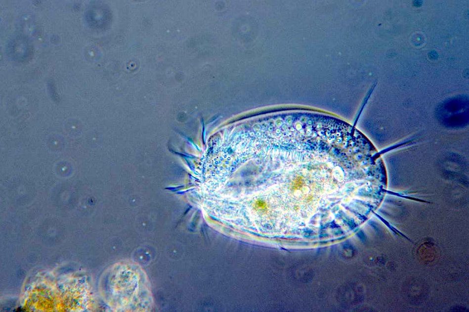 organisme unicellulaire a developpe ordinateur mecanique naturel
