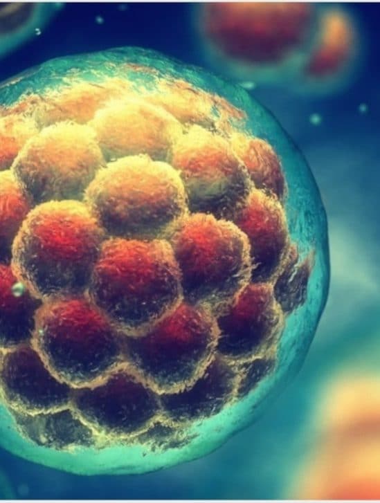 phase sommeil cellules souches cérébrales