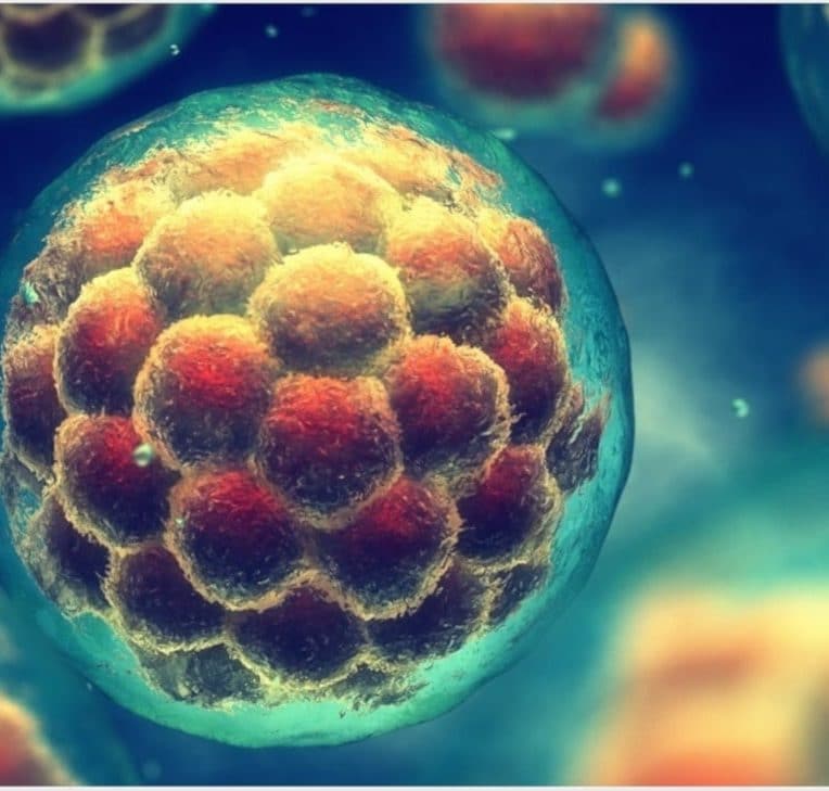 phase sommeil cellules souches cérébrales