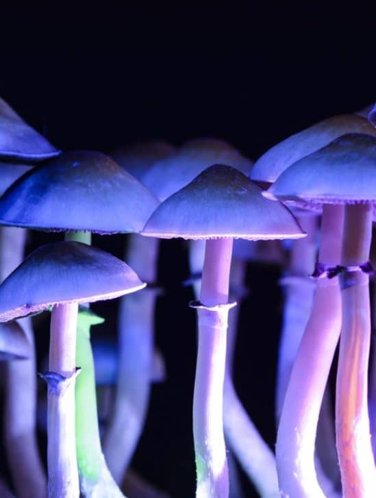 psilocybine dépression connexions neuronales