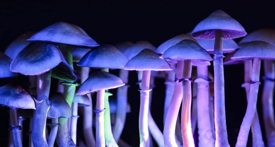 psilocybine dépression connexions neuronales