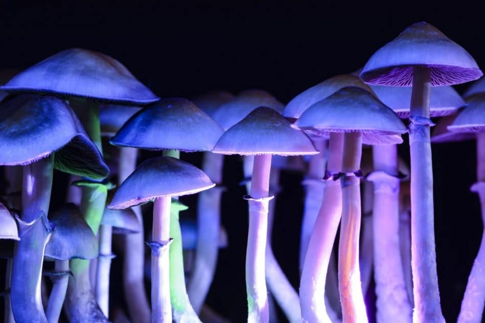 psilocybine dépression connexions neuronales