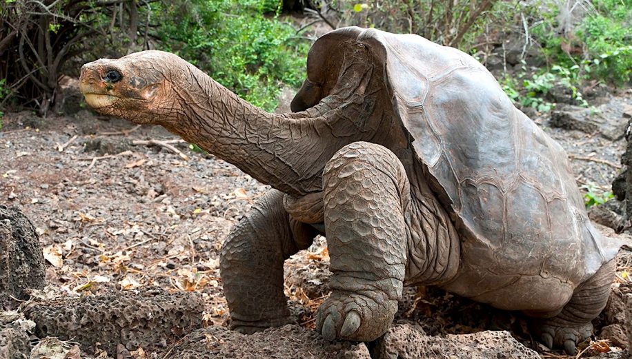 tortues geantes galapagos cacheraient cle resistance cancer