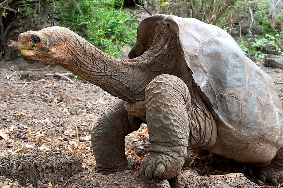 tortues geantes galapagos cacheraient cle resistance cancer