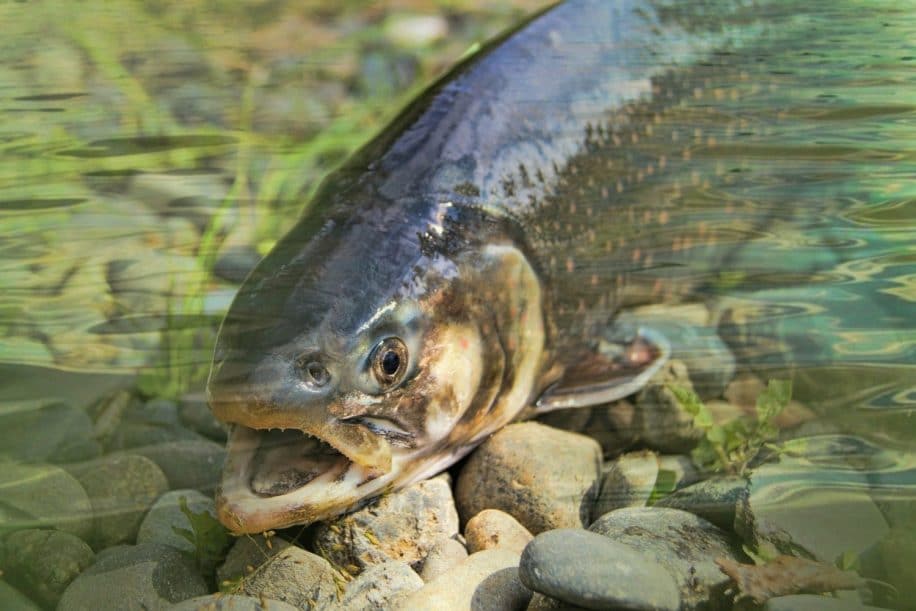 truites drogues rivières dépendance