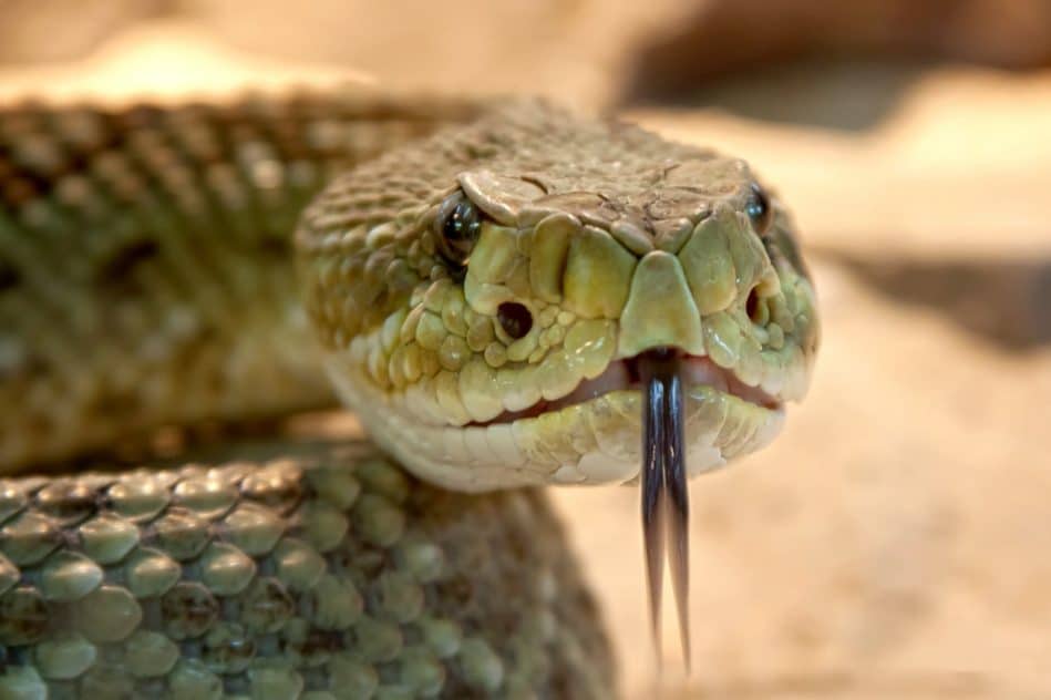 venin serpent bioadhésif plaies