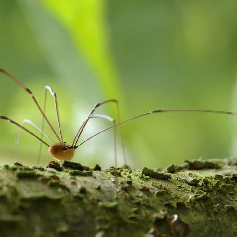 biologistes modifient genetiquement faucheuses mieux comprendre evolution couv