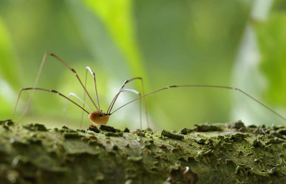 biologistes modifient genetiquement faucheuses mieux comprendre evolution couv