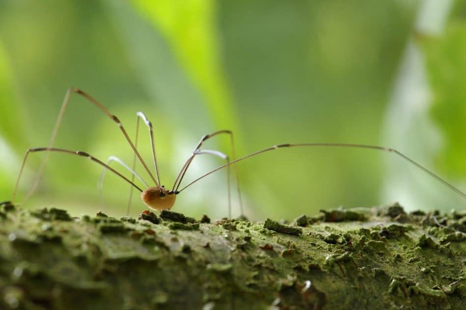 biologistes modifient genetiquement faucheuses mieux comprendre evolution couv