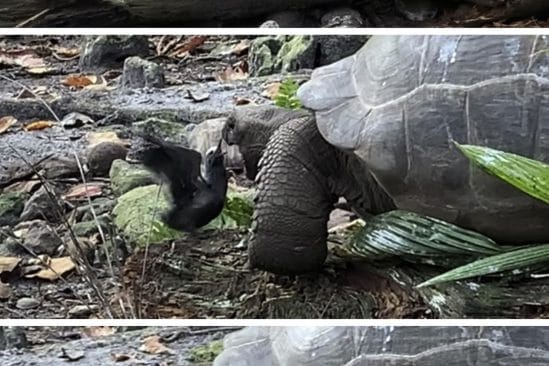 chasse tortue oiseau