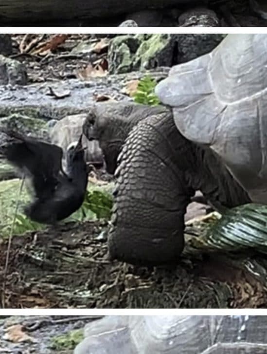 chasse tortue oiseau
