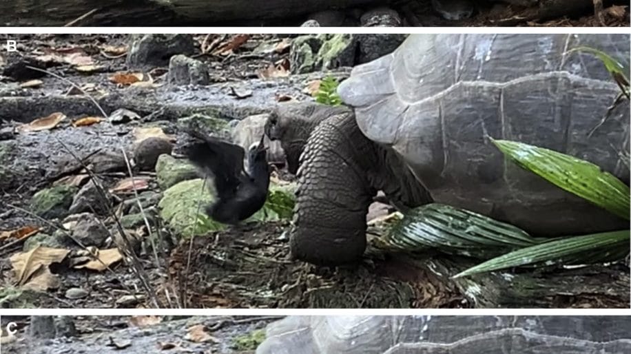 chasse tortue oiseau