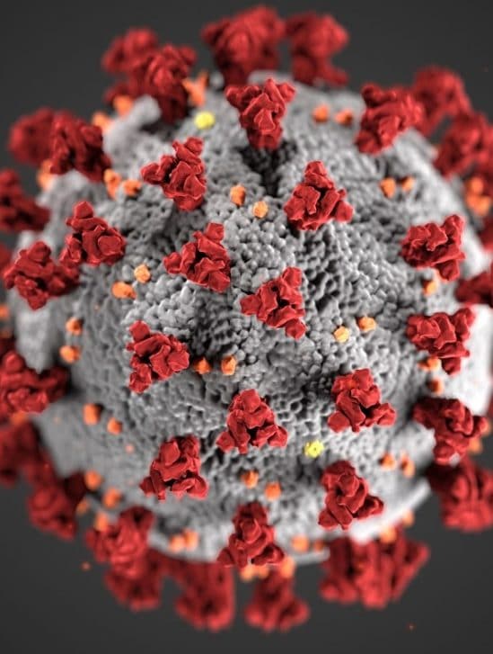 comment coronavirus infecte cellules