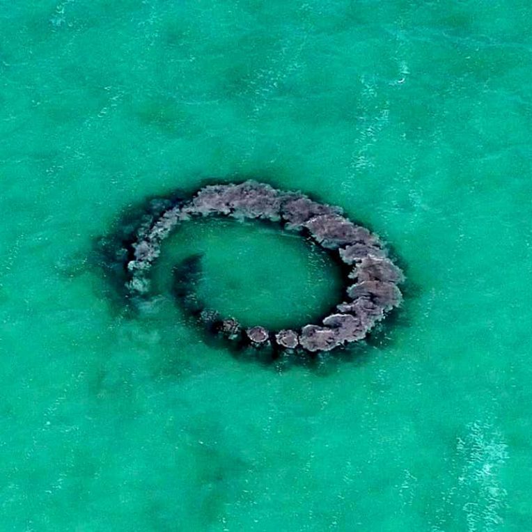 dauphins apercus en train pieger poissons dans anneaux boue