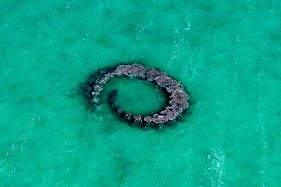 dauphins apercus en train pieger poissons dans anneaux boue