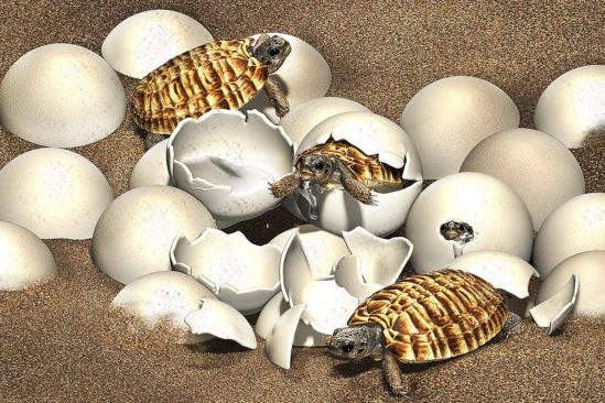 fossile oeuf embryon tortue crétacé
