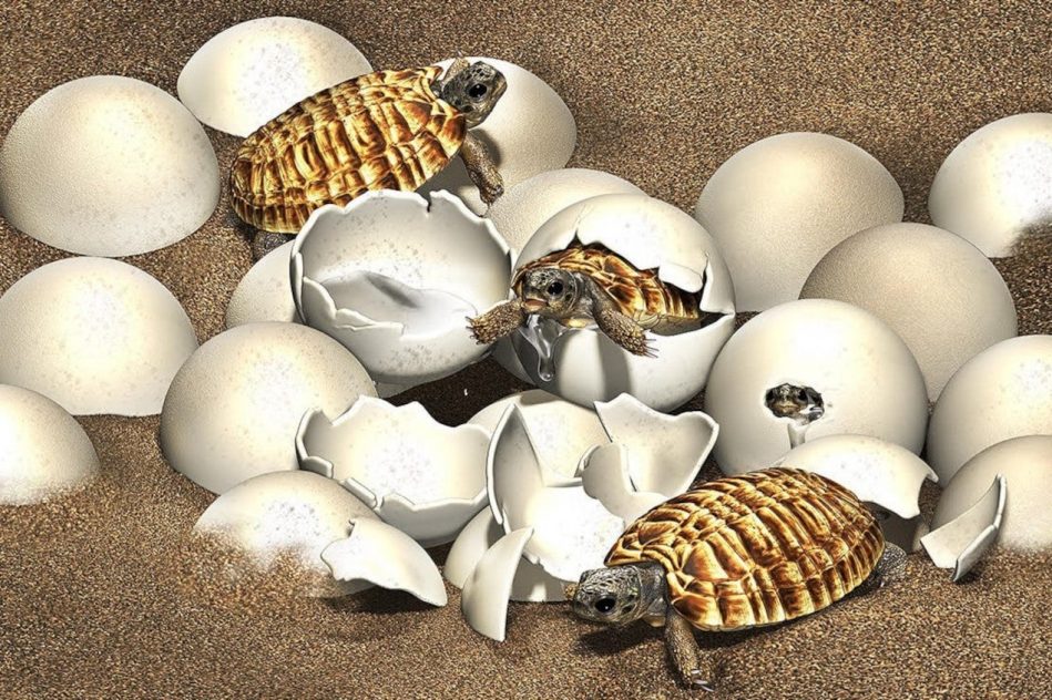 fossile oeuf embryon tortue crétacé