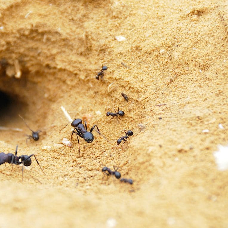 fourmis utilisent physique sol pour creuser tunnels un metre long qui durent decennies