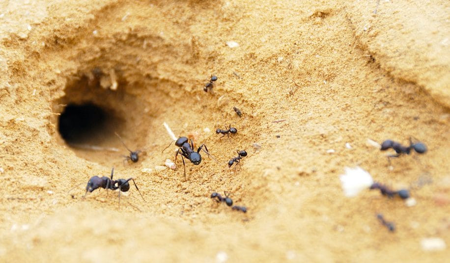 fourmis utilisent physique sol pour creuser tunnels un metre long qui durent decennies