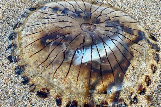 meduse echouee revele poisson emprisonne interieur corps
