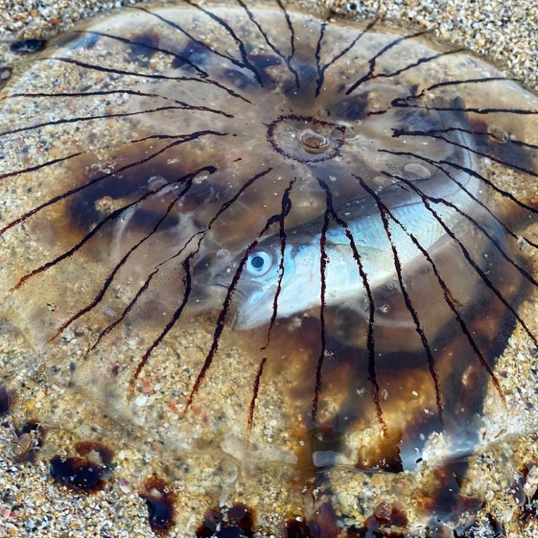 meduse echouee revele poisson emprisonne interieur corps