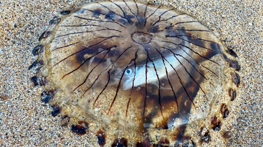 meduse echouee revele poisson emprisonne interieur corps