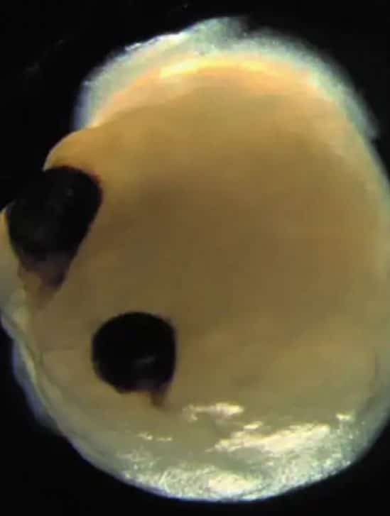 organoides cerebraux humains cultives laboratoire structures oculaires percevant lumiere