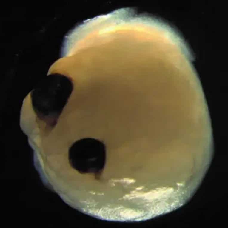 organoides cerebraux humains cultives laboratoire structures oculaires percevant lumiere