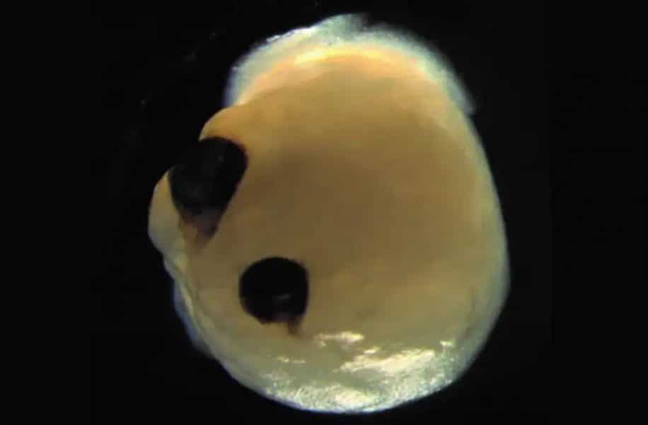 organoides cerebraux humains cultives laboratoire structures oculaires percevant lumiere
