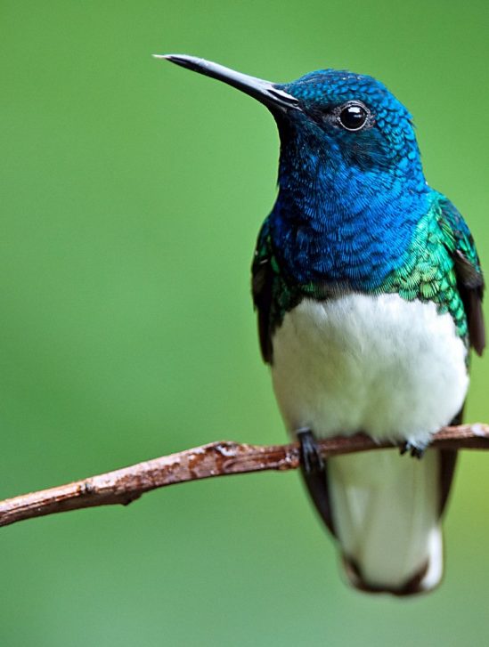 plumage colibris femelles