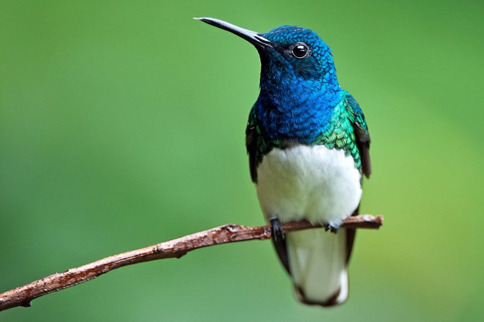 plumage colibris femelles