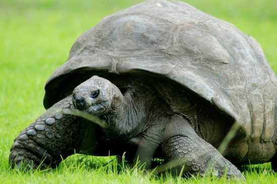 pourquoi tortues vivent aussi longtemps