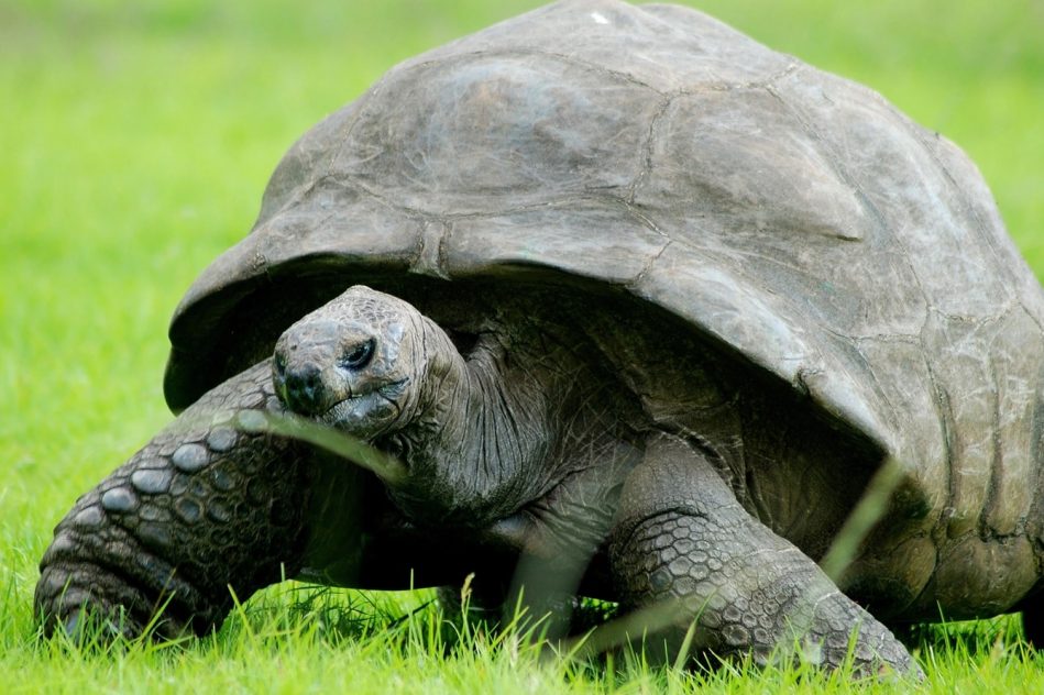 pourquoi tortues vivent aussi longtemps