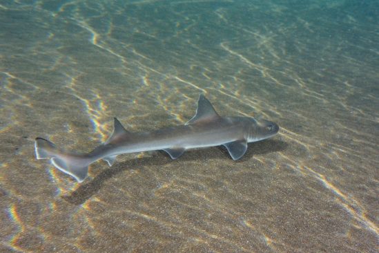 requin parthénogenèse