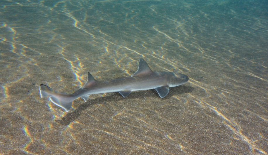 requin parthénogenèse