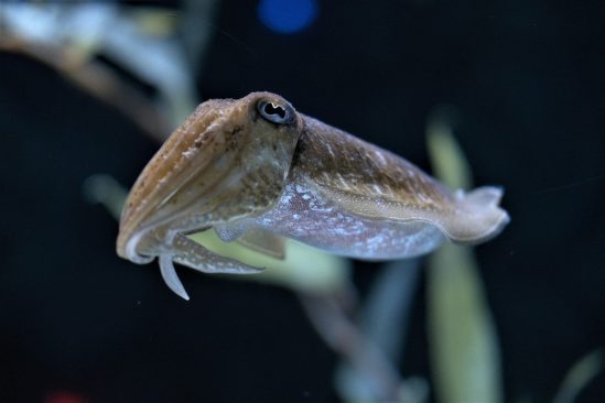 seiche capacité mémoire vieillissement