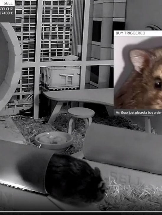 cage trading cryptomonnaies hamster