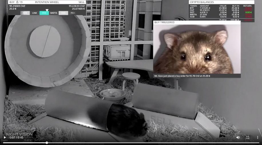cage trading cryptomonnaies hamster