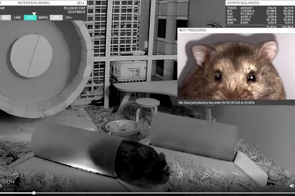 cage trading cryptomonnaies hamster